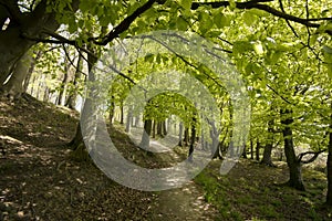 Springtime Danish beech forest