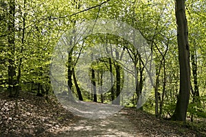 Springtime Danish beech forest