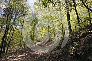 Springtime Danish beech forest