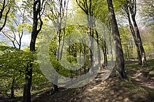 Springtime Danish beech forest