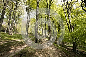 Springtime Danish beech forest