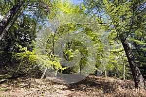 Springtime Danish beech forest
