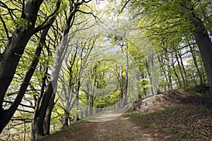 Springtime Danish beech forest