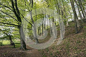 Springtime Danish beech forest