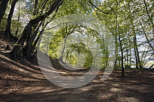 Springtime Danish beech forest