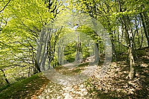Springtime Danish beech forest