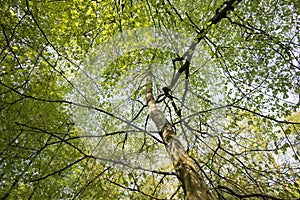 Springtime in a Danish forest