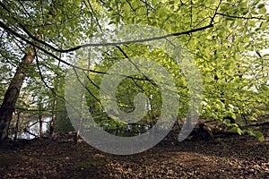 Springtime in a Danish forest