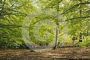 Springtime in a Danish forest