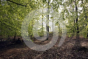 Springtime in a Danish forest