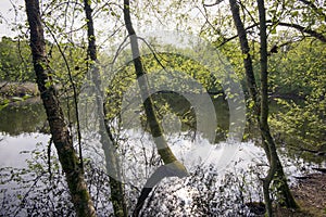Springtime in a Danish forest