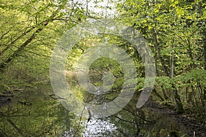 Springtime in a Danish forest
