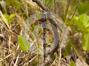 Springtime Darner