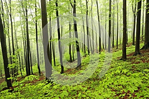 springtime deciduous forest with beech trees covered fresh leaves on branches in foggy weather may poland the fog