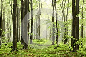 springtime deciduous forest with beech trees covered with fresh leaves on branches in foggy weather may poland misty spring