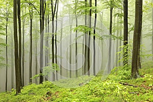 springtime deciduous forest in the fog with beech trees covered fresh leaves on branches foggy weather may poland photo