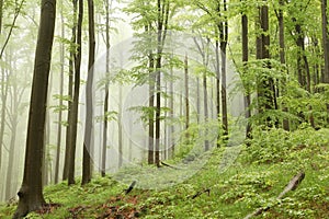 springtime deciduous forest in the fog with beech trees covered fresh leaves on branches foggy weather may poland