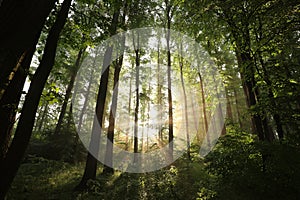 springtime deciduous forest on a foggy morning oak trees covered with fresh green leaves lit by the rising sun misty spring forest