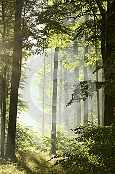 springtime deciduous forest in foggy weather oak trees covered with fresh green leaves lit by the rising sun morning mist and