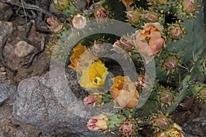 Springtime desert cactus blossom