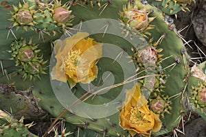 Springtime desert yellow cactus blossom