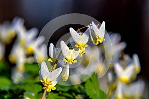 Springtime Dutchman`s Britches Flowers
