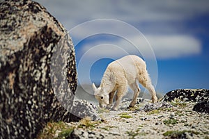 Springtime in the Enchantments of WA