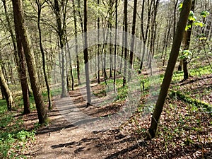 Springtime in the English woods