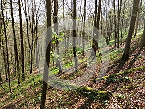 Springtime in the English woods photo