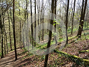 Springtime in the English woods photo