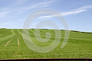 Springtime farmland sown for summer crop. photo