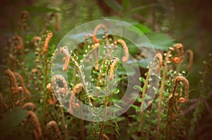 Springtime ferns