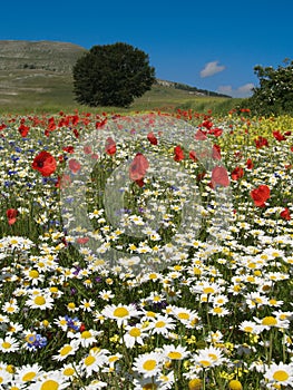 Springtime fields