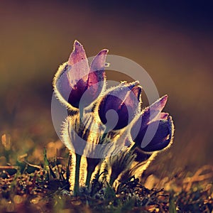 Springtime flower. Beautiful purple little furry pasque-flower. Pulsatilla grandis Blooming on spring meadow at the sunset.