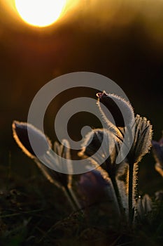 Springtime flower. Beautiful purple little furry pasque-flower. Pulsatilla grandis Blooming on spring meadow at the sunset.