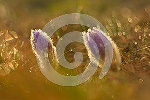 Springtime flower. Beautiful purple little furry pasque-flower. Pulsatilla grandis Blooming on spring meadow at the sunset.