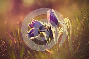 Springtime flower. Beautiful purple little furry pasque-flower. Pulsatilla grandis Blooming on spring meadow at the sunset.