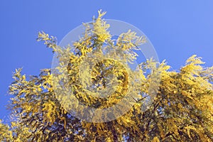 Springtime. Flowering tree of Acacia dealbata ( silver wattle )
