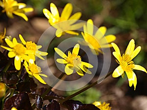 Primavera flores 