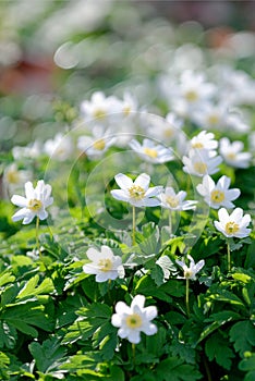 Springtime flowers