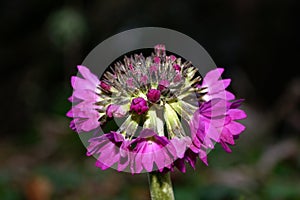 Springtime flowers