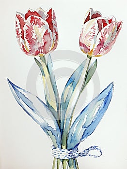 Watercolor tulips illustrations. photo