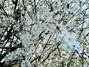 Springtime flowers in bloom