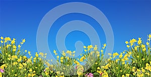 Springtime flowers and blue sky