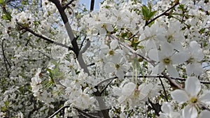 Springtime, flowers cherry,garden.