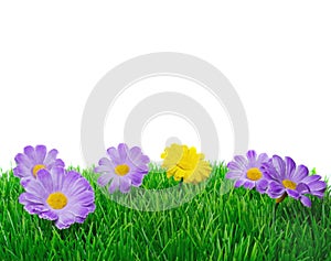 Springtime flowers on grass