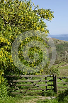 Springtime footpath to the Welsh coast.