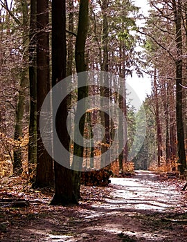 Springtime, forest awakens again after the winter break