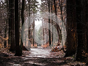 Springtime, forest awakens again after the winter break