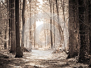 Springtime, forest awakens again after the winter break